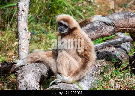 Der LAR-Gibbon-Affe (Hylobates lar), auch bekannt als Weißhand-Gibbon, sitzt in einem Wald und blickt auf die Kamera. Die Fellfärbung variiert von schwarz und dunkel-b Stockfoto