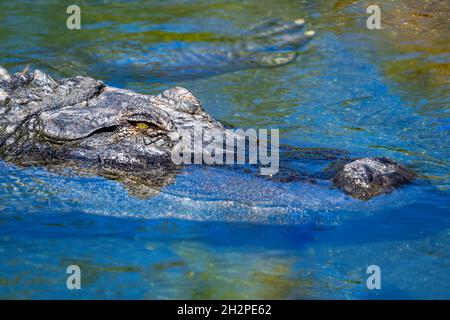 Nahaufnahme eines amerikanischen Alligators (Alligator mississippiensis) im flachen Flusswasser. Stockfoto