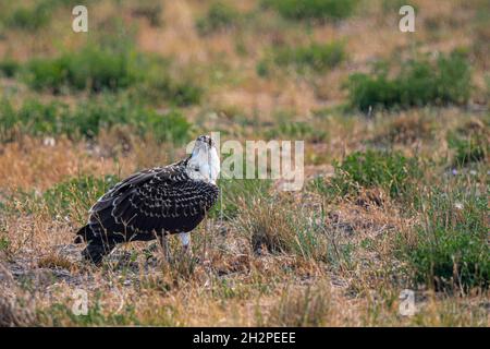 Westlicher Fischadler (Pandion haliaetus) auf einer Wiese Stockfoto