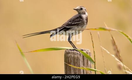 Der junge, geweckte Wagtail thront auf einem Pfosten mit wellenförmigem Gras im Vordergrund Stockfoto