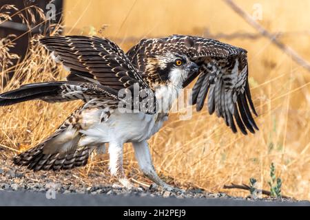 Westlicher Fischadler (Pandion haliaetus) auf dem Boden barschend Stockfoto