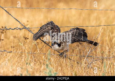 Westlicher Fischadler (Pandion haliaetus) sitzt auf einem Zaun Stockfoto