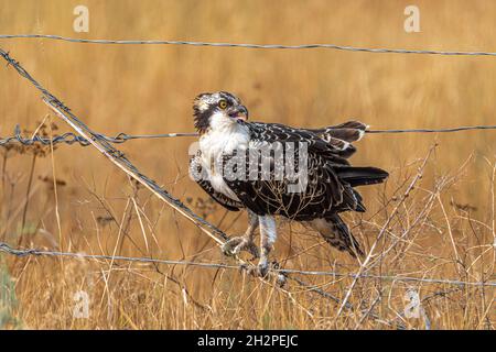 Westlicher Fischadler (Pandion haliaetus) sitzt auf einem Zaun Stockfoto