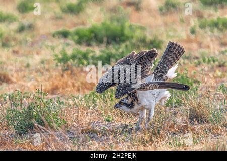 Westlicher Fischadler (Pandion haliaetus) auf einer Wiese Stockfoto