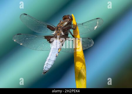 Männliche breitkörperige Chaser Libelle thront auf einer gelben Iris mit blauem und grünem gestreifem Hintergrund Stockfoto