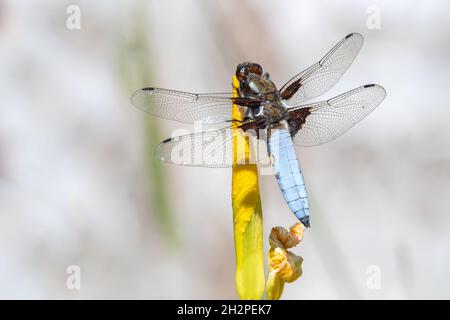 Männlicher breiter Körper Chaser Libelle thront auf einer gelben Iris Stockfoto