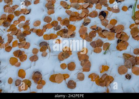 Golden gefallene Espenblätter im Schnee Stockfoto