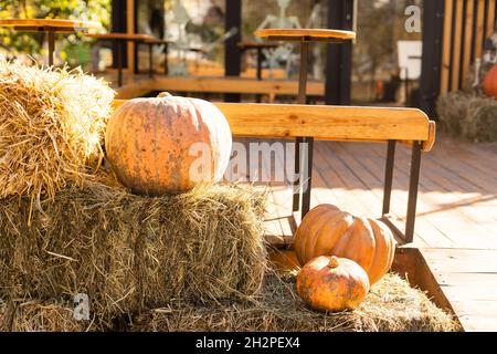 Verschiedene Sorten von Kürbissen und Kürbissen auf Stroh. Buntes Gemüse Draufsicht. Stockfoto