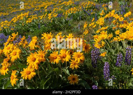 WA19706-00...WASHINGTON - Balsamroot und Lupine blühen entlang des Sage Hills Trail über der Stadt Wenatchee. Stockfoto