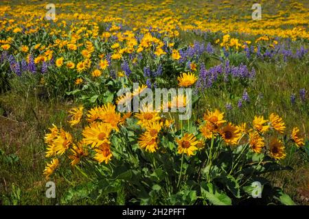 WA19708-00...WASHINGTON - Balsamroot und Lupine blühen entlang des Sage Hills Trail über der Stadt Wenatchee. Stockfoto