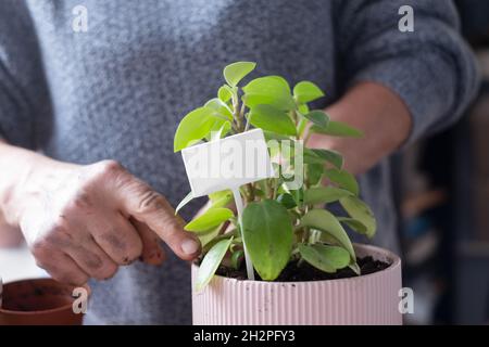 Frau, die eine Blume in einen neuen rosa Topf pflanzt. Leere Platte für Werksname. Stockfoto
