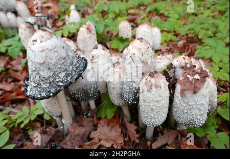 Coprinus comatus, die zottelige Tintenkappe, die Anwaltsperücke oder zottelige Mähne, ist der Name dieser Pilze. Die Kappen sind weiß und mit Schuppen bedeckt. Stockfoto