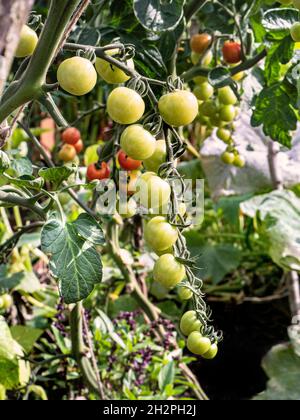 Tomate 'Crimson Cherry F1' blechfeste Kirschtomate, zeigt Resistenz gegen Fusarium & Verticillium. Perfekte Sorte, um außerhalb in Großbritannien angebaut zu werden Stockfoto