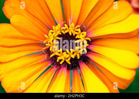 Dunkelgelbe Dahlia-Blume mit tiefroter und gelber Mitte Stockfoto