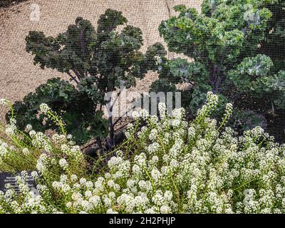 Kale wächst unter Netzen in einer Küchengarten-Zuteilung mit 'SÜSSEM ALYSSUM' im Vordergrund. Stockfoto