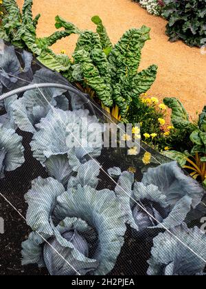 Red Cabbage ‘Klimaro' unter Netz-Netz mit Swiss Chard Yellow Chard 'BRIGHT LIGHTS' Beta vulgaris (Leaf Beet Group) und Ringelblumen Stockfoto