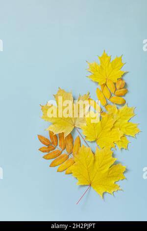 Herbstzusammensetzung Herbst Blätter gelben Ahorn und Eberesche Blatt auf einem blauen Papier Hintergrund. Kreative, flache Ansicht von oben. Stockfoto
