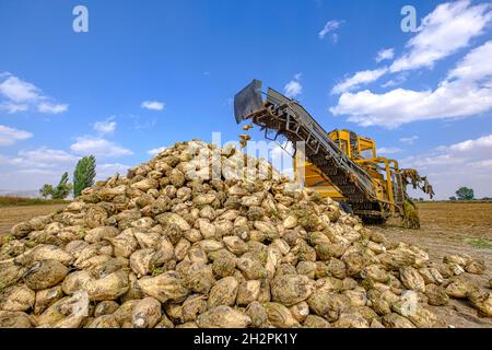 Gelbe Mähdrescher ernten im Sommer Zuckerrüben Stockfoto