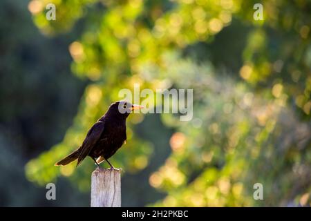 Amsel oder schwarzer Schnabel (Männchen) und grauer Schnabel (Weibchen) (Turdus merula) ist eine Art von Singvögeln aus der Familie der Amsel (Turdidae), die sich von der Nahrung ernährt Stockfoto