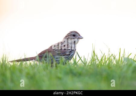 Ein jugendlicher Singsperling (Melospiza melodia), der auf dem Boden auf Nahrungssuche ist. Stockfoto