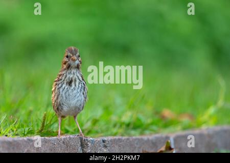 Ein jugendlicher Singsperling (Melospiza melodia), der auf dem Boden auf Nahrungssuche ist. Stockfoto