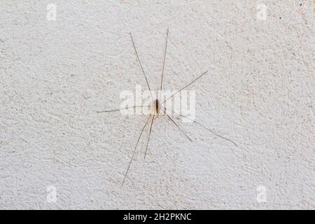 Harvestman (pals angium opilio) an der weißen Wand, Europa Stockfoto