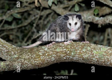Virginia opossum (Didelphisvirginiana) in einem Baum in der Nacht, Galveston, Texas, USA. Stockfoto