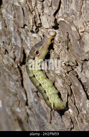 TERSA Sphinx Motte (Xylophanes tersa) Raupe, Brazos Bend State Park, Needville, Texas, USA. Stockfoto