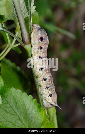 TERSA Sphinx Motte (Xylophanes tersa) Raupe, Brazos Bend State Park, Needville, Texas, USA. Stockfoto