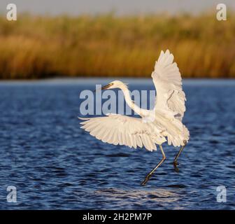 Rotreiher (Egretta ufescens), Jagd auf Weißmorphen in Gezeitensumpfgebieten, Galveston, Texas, USA. Stockfoto