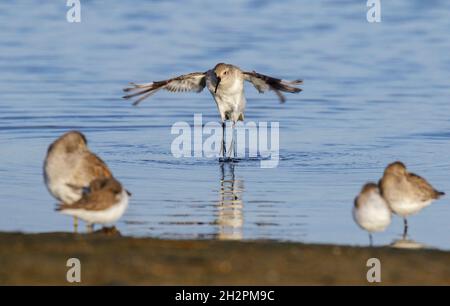 Dunlin (Calidris alpina) im Winter schüttelt das Gefieder nach dem morgendlichen Bad im Gezeitenmarsch Wassertropfen aus den Federn, Galveston, Texas, USA. Stockfoto