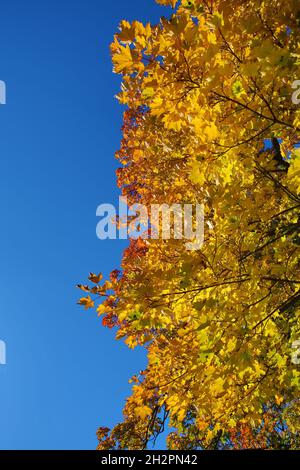 Schöne Herbstfarben an einem sonnigen Tag Stockfoto