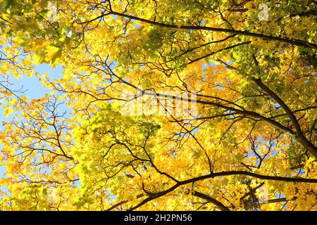 Schöne Herbstfarben an einem sonnigen Tag Stockfoto