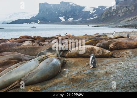 Antarktis Natur der Tierwelt, Gentoo-Pinguin, der in der Nähe von Elefantenrobben auf der Insel Livingston, Hannah Point, steht Stockfoto