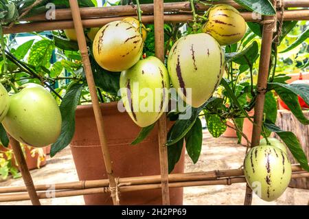 Pepino Melonen 'Solanum muricatum', immergrüne Fruchtarten aus Südamerika, die auf einem Rahmen im Gewächshaus reifen und reifen, der für seine süße, essbare Frucht Pepino-Dulce angebaut wird. Stockfoto