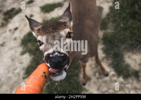 Kanadischer Weißschwanzhirsch, der in einem Park eine Karotte frisst Stockfoto