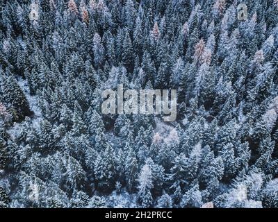 Schöne Winterwald Luftbild von oben, Pinien von ersten Schnee im November bedeckt. Stockfoto