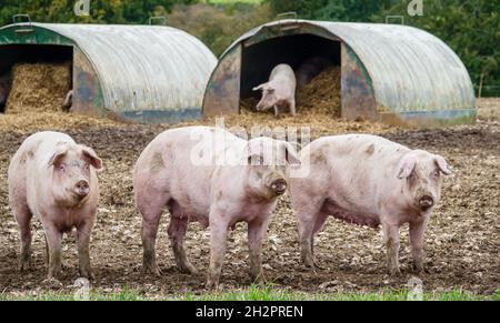 Drei neugierige niederländische Landrasse säen Schweine, die aus dem Freilandhalter Wiltshire UK starren Stockfoto