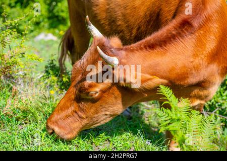 Eine Erwachsene rote Kuh liegt auf einer Wiese Stockfoto