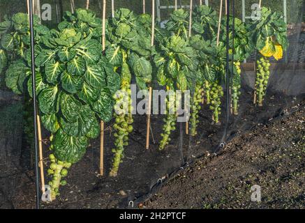 ROSENKOHL ROSENKOHL SPROSSEN Küchengartenzuteilung Winter Gemüsegartenzuteilung, Rosenkohl Rosenkohl Sprossen 'Cascade' unter schützendem Käfiggeflecht, um Gemüsepflanzen vor Schädlingen zu schützen. Zuteilung Küche Garten Gemüsegarten Rosenkohl Pflanzen wachsen Brassica oleracea (Gemifera Gruppe) im späten Winter Licht wächst hinter enviromesh Insektennetz. Es ist ein Mitglied der Gemmifera-Gruppe von Kohl, die für ihre essbaren Knospen Angebaut Wird, Ein treuer Vertreter unter Wintergemüse in kühlen gemäßigten Klimazonen, die unter insektenfesten Netznetzen angebaut werden Stockfoto