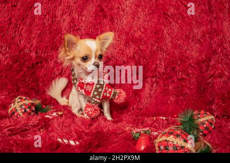 Ein süßer weißer, langhaariger Chihuahua-Hund im Winterschal mit einem Neujahrsschmuck. Hund auf einer Decke. Stockfoto