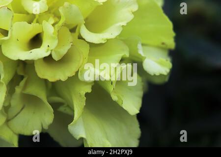 Makro eines gelben Ringelblumenkopfes Stockfoto