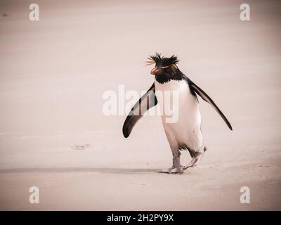 Nördlicher Steintrichter-Pinguin auf der Falkland-Insel, Südwest-Heckengebiet Stockfoto