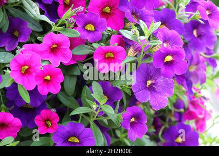 Hintergrund von rosa lila Calibrachoa blüht Stockfoto