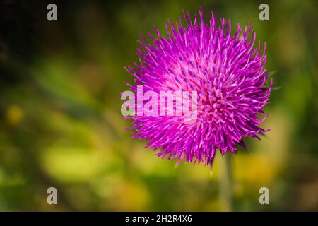 Blütenkopf einer wilden Distel, die auf einem Feld in Wyoming wächst Stockfoto