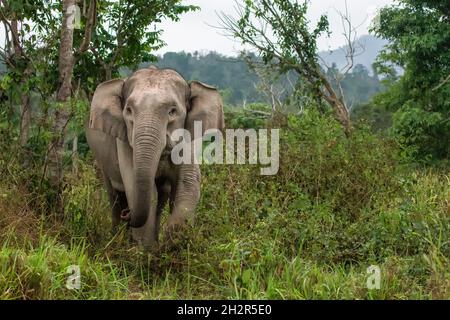 Wilder asiatischer Elefant (indischer Elefant) im Kuiburi Nationalpark südlich von Hua hin in Thailand Stockfoto