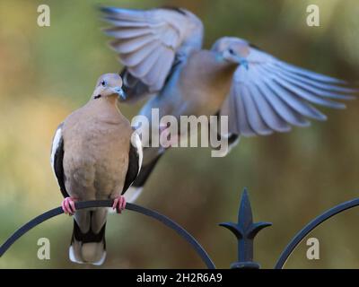 Ein Paar Weißflügeltauben am Futterhäuschen, eine thront, die andere kommt an Land. Stockfoto