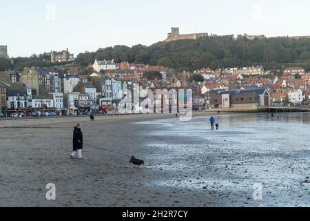 Scarborough, Großbritannien. Oktober 2021. Eine Person geht mit einem Hund am Strand in Scarborough, Yorkshire, entlang. Kredit: SOPA Images Limited/Alamy Live Nachrichten Stockfoto