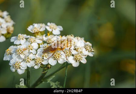 Gelbe Mistfliege (Scathophaga stercoraria) ruht auf einer gemeinsamen Schafgarbe (Achillea millefolium) Stockfoto