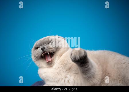 Böse schottische Falte Katze zischend bei Kamera, die Pfote auf blauem Hintergrund mit Kopierraum hebt Stockfoto